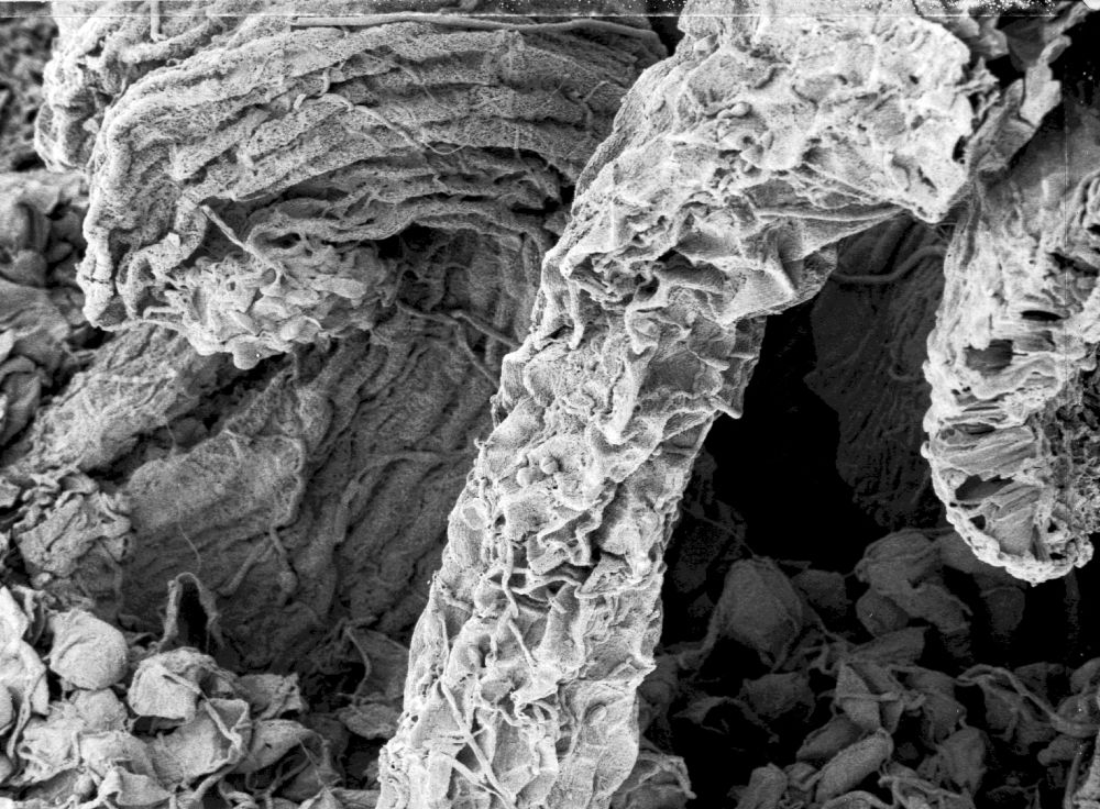 Hydrangeaceae Tylerianthus crossmanensis