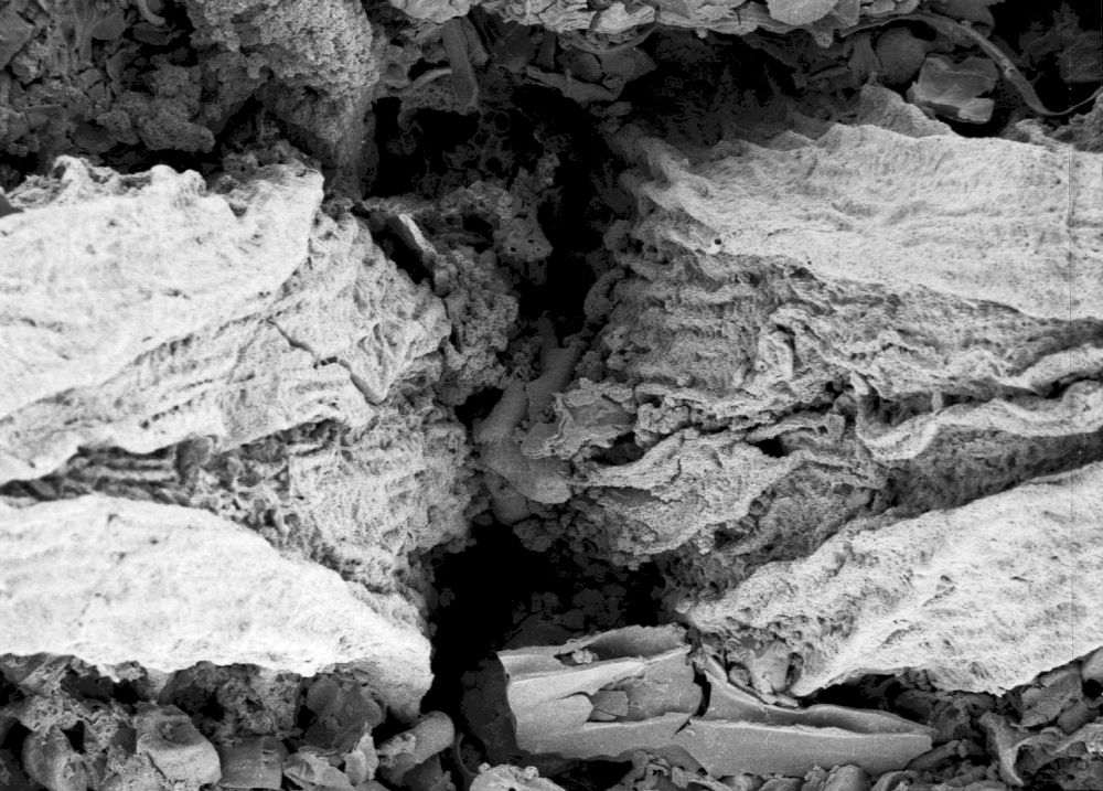 Hydrangeaceae Tylerianthus crossmanensis