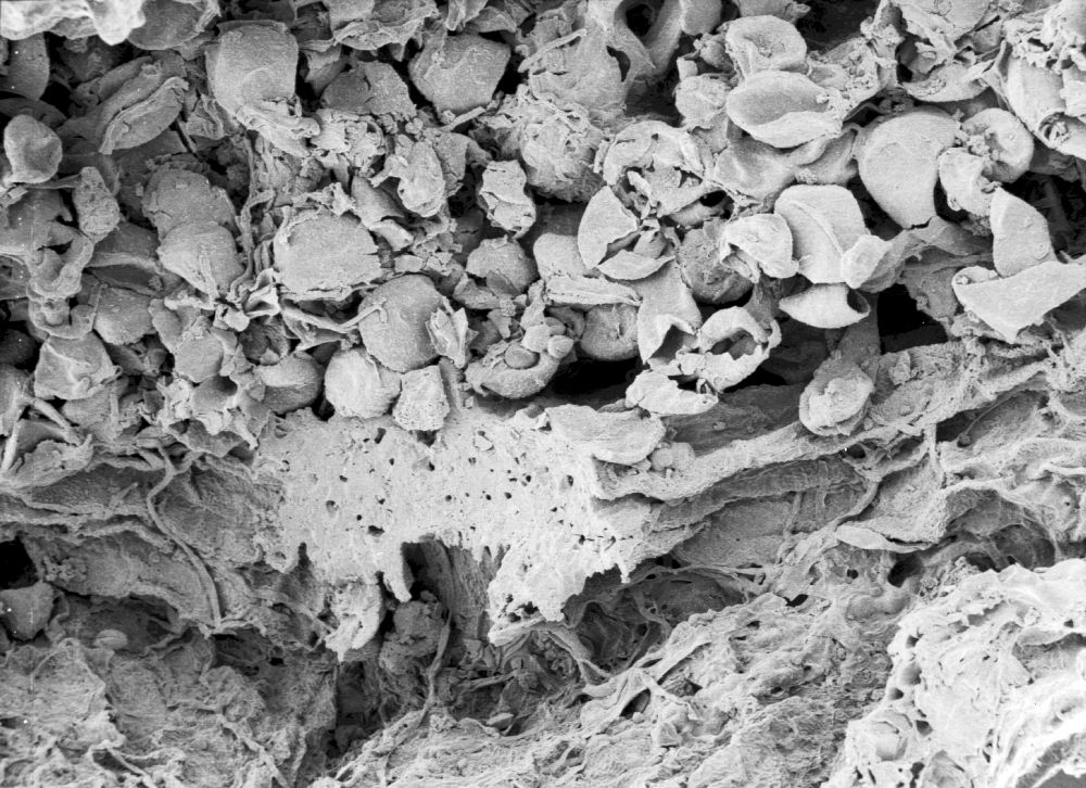 Hydrangeaceae Tylerianthus crossmanensis