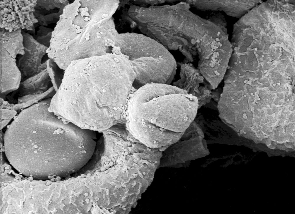 Hydrangeaceae Tylerianthus crossmanensis