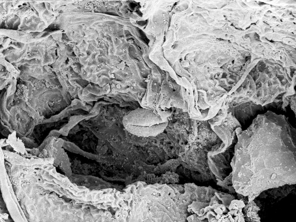 Hydrangeaceae Tylerianthus crossmanensis