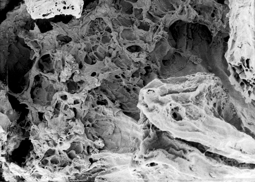 Hydrangeaceae Tylerianthus crossmanensis