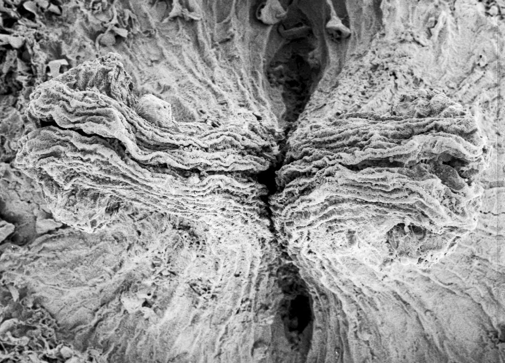 Hydrangeaceae Tylerianthus crossmanensis