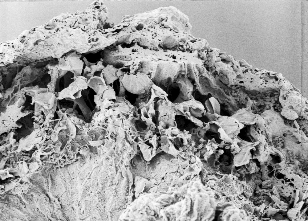 Hydrangeaceae Tylerianthus crossmanensis