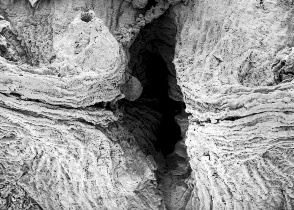 Hydrangeaceae Tylerianthus crossmanensis