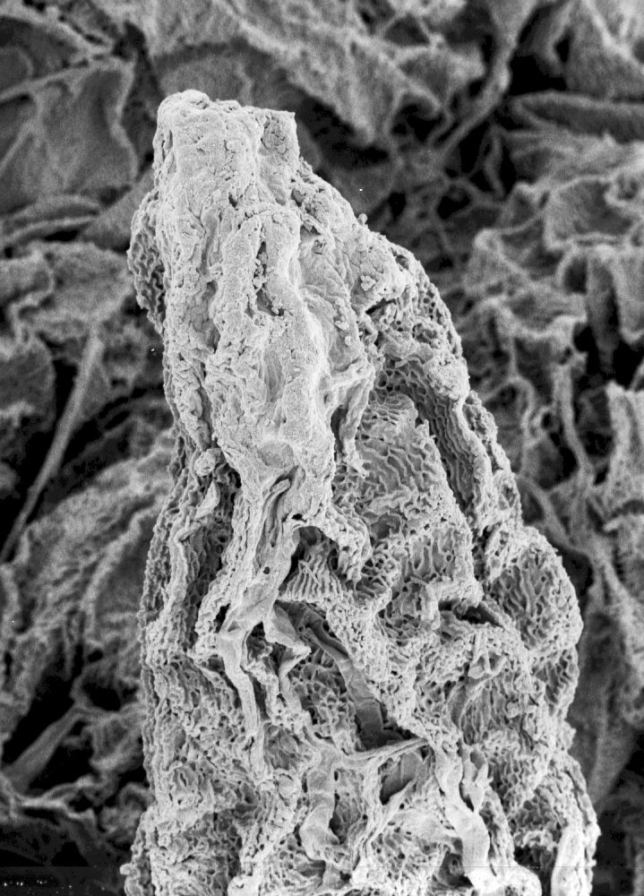 Hydrangeaceae Tylerianthus crossmanensis