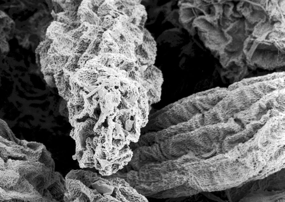 Hydrangeaceae Tylerianthus crossmanensis