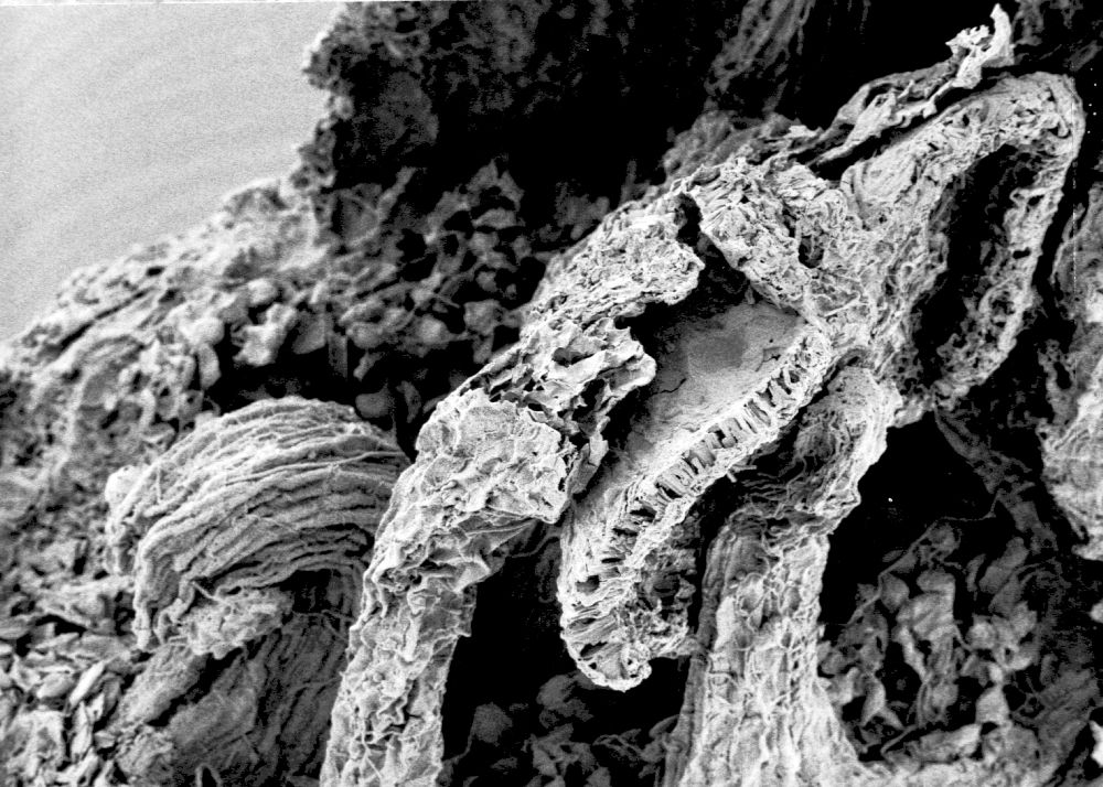 Hydrangeaceae Tylerianthus crossmanensis