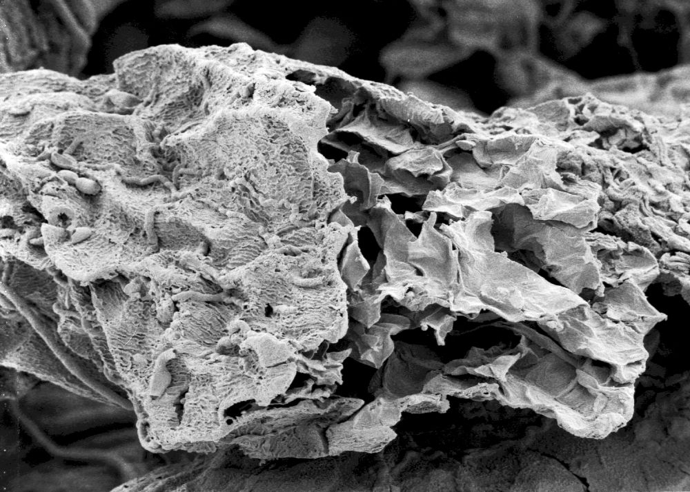 Hydrangeaceae Tylerianthus crossmanensis