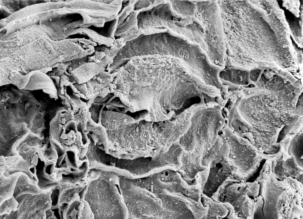 Hydrangeaceae Tylerianthus crossmanensis