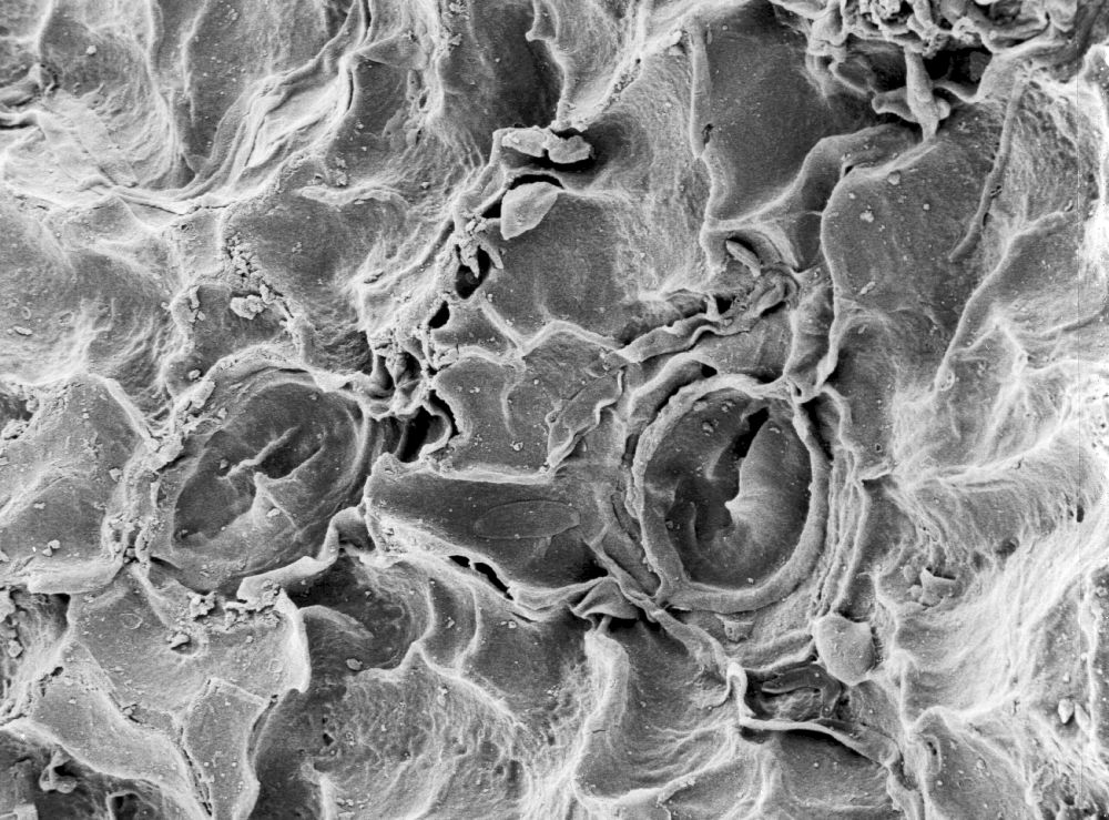 Hydrangeaceae Tylerianthus crossmanensis