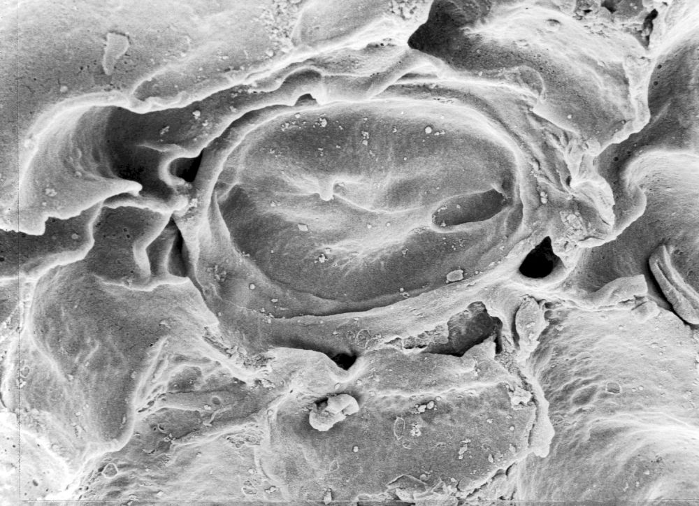 Hydrangeaceae Tylerianthus crossmanensis