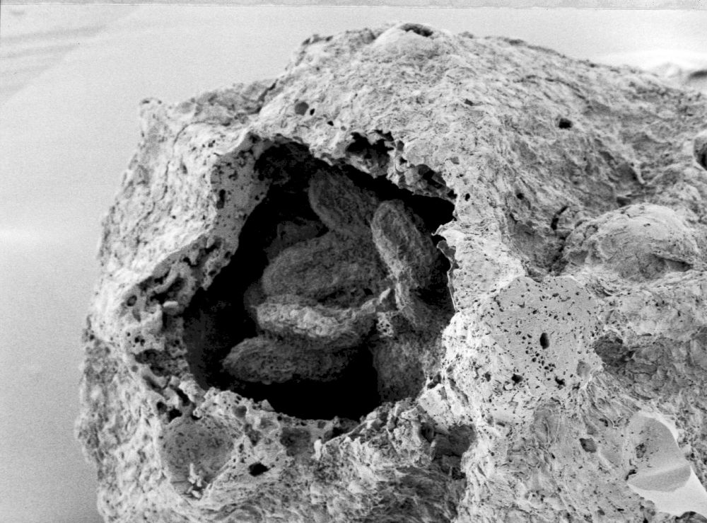 Hydrangeaceae Tylerianthus crossmanensis