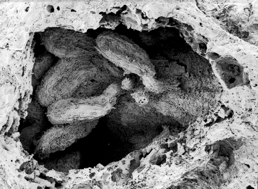 Hydrangeaceae Tylerianthus crossmanensis