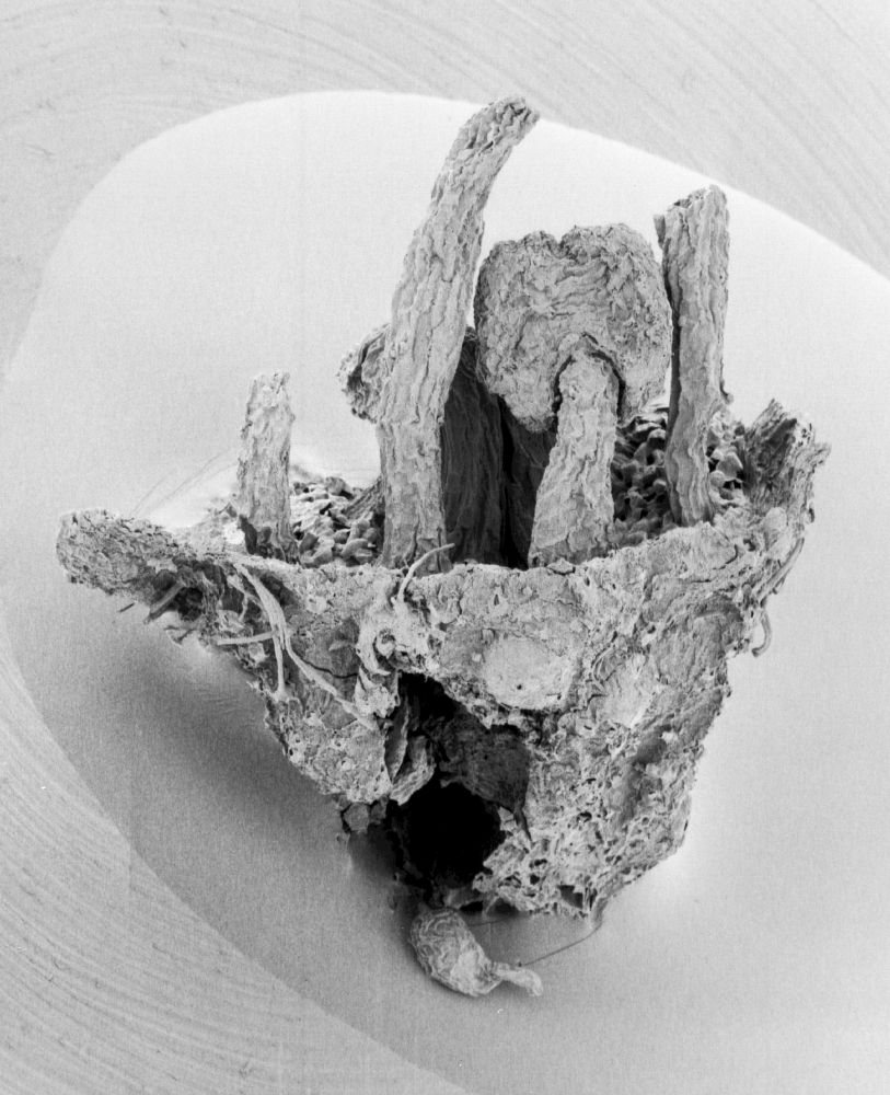 Hydrangeaceae Tylerianthus crossmanensis