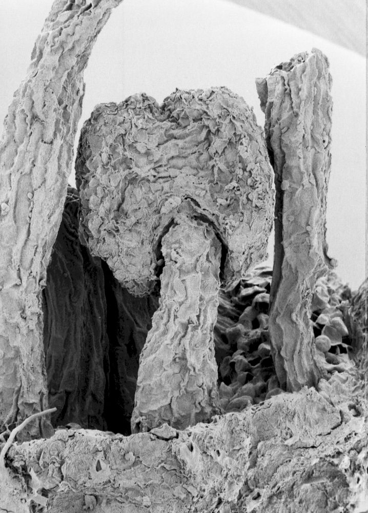 Hydrangeaceae Tylerianthus crossmanensis