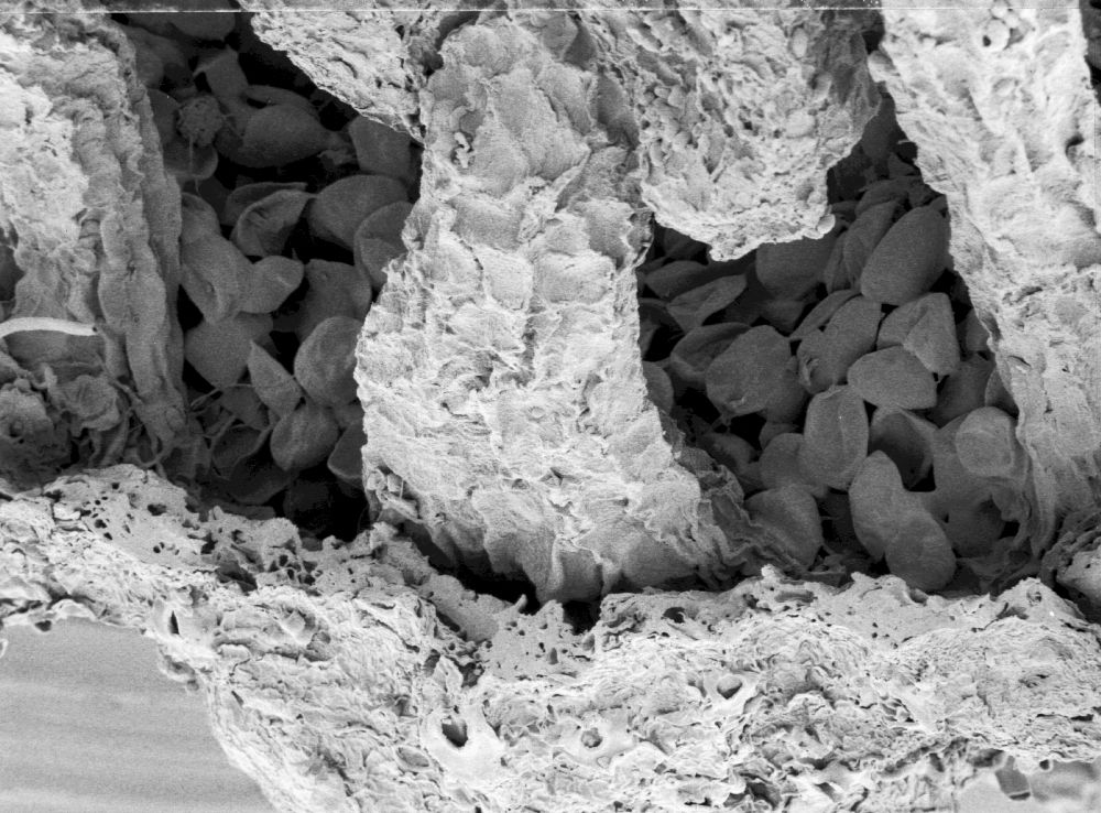 Hydrangeaceae Tylerianthus crossmanensis