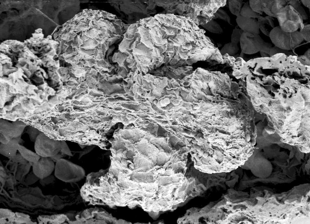 Hydrangeaceae Tylerianthus crossmanensis