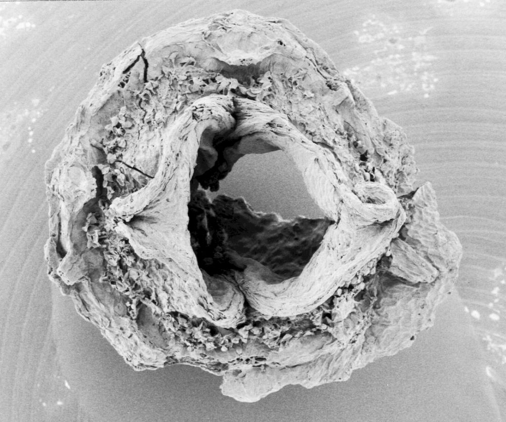 Hydrangeaceae Tylerianthus crossmanensis