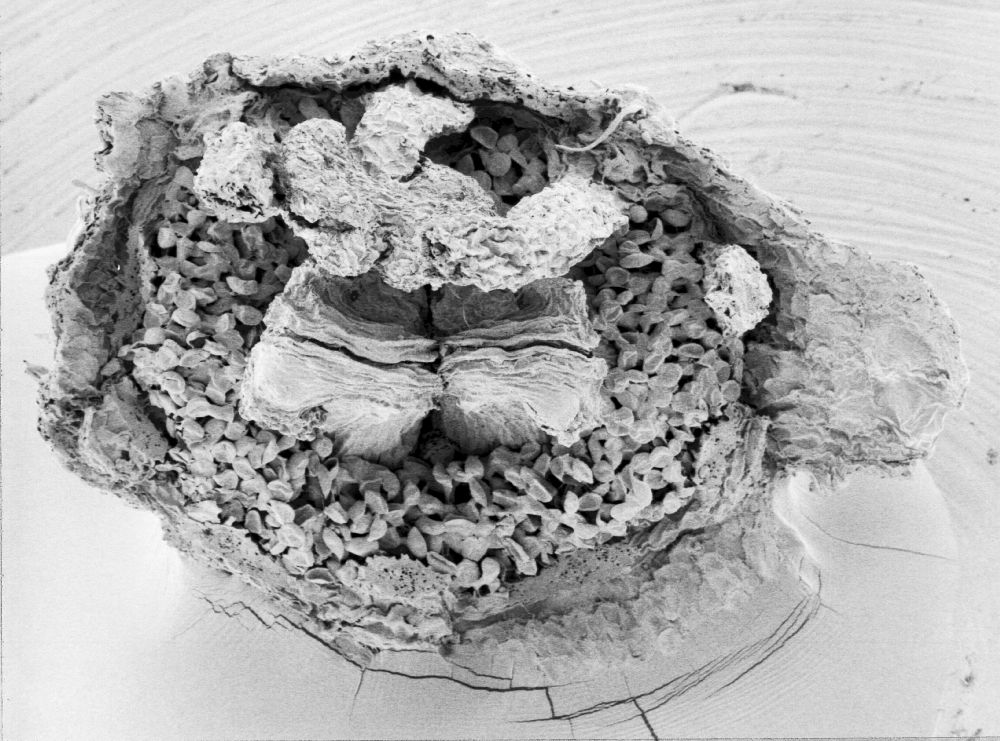 Hydrangeaceae Tylerianthus crossmanensis