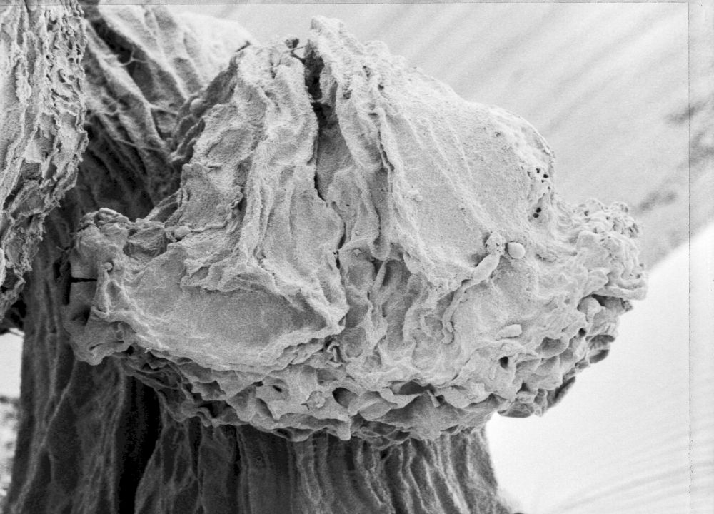 Hydrangeaceae Tylerianthus crossmanensis