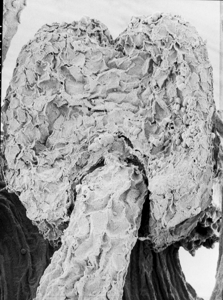 Hydrangeaceae Tylerianthus crossmanensis