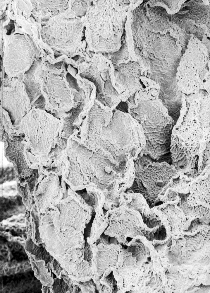 Hydrangeaceae Tylerianthus crossmanensis