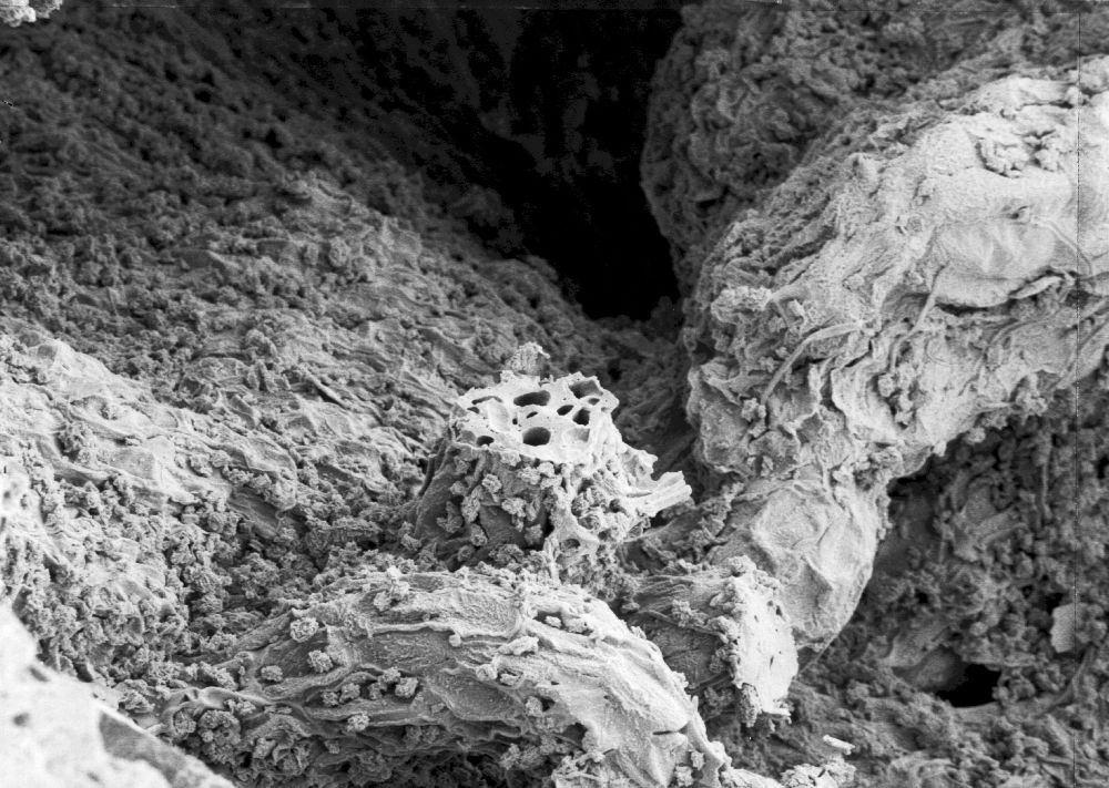 Hydrangeaceae Tylerianthus crossmanensis