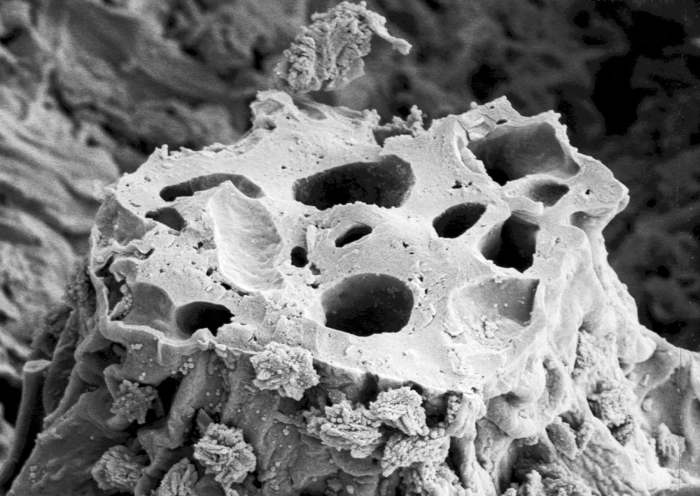 Hydrangeaceae Tylerianthus crossmanensis