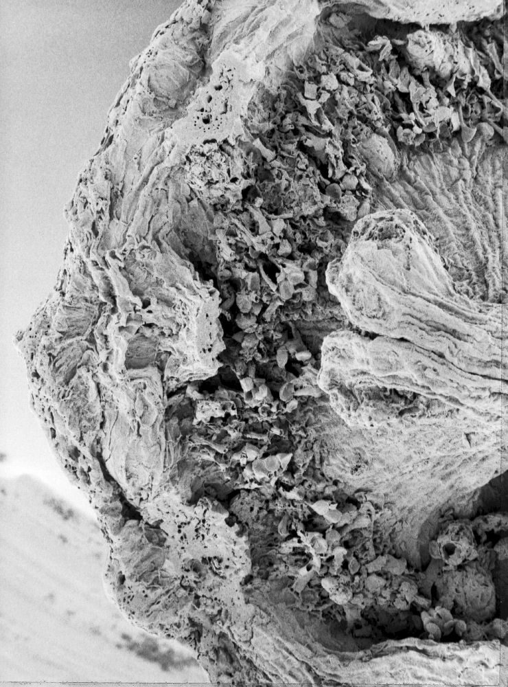 Hydrangeaceae Tylerianthus crossmanensis