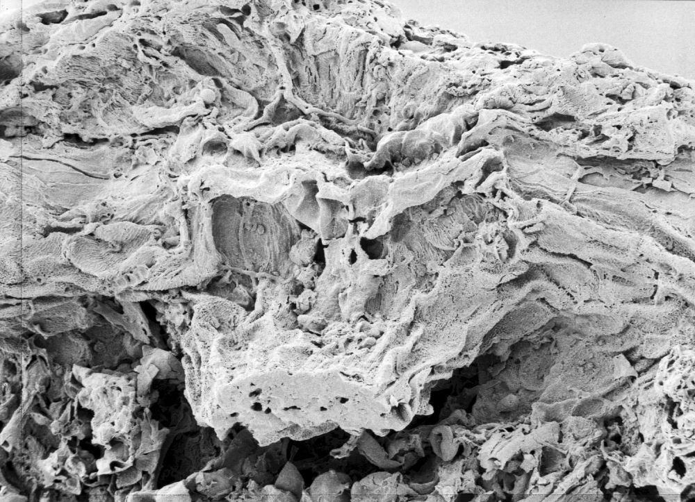 Hydrangeaceae Tylerianthus crossmanensis