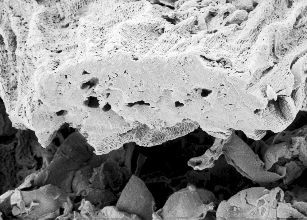 Hydrangeaceae Tylerianthus crossmanensis