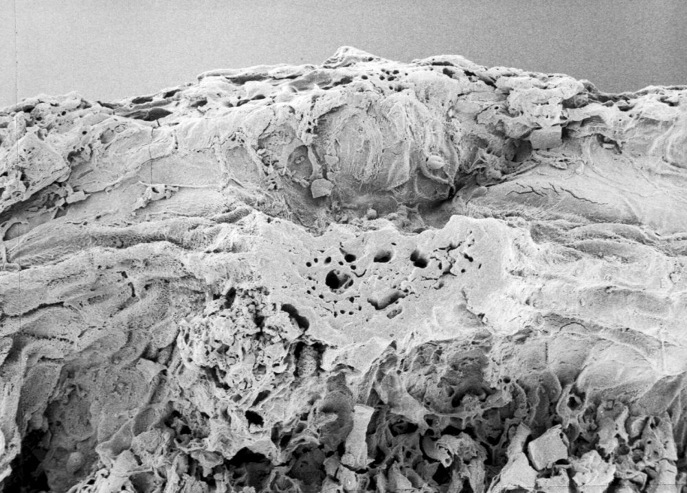 Hydrangeaceae Tylerianthus crossmanensis