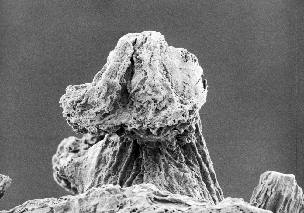 Hydrangeaceae Tylerianthus crossmanensis