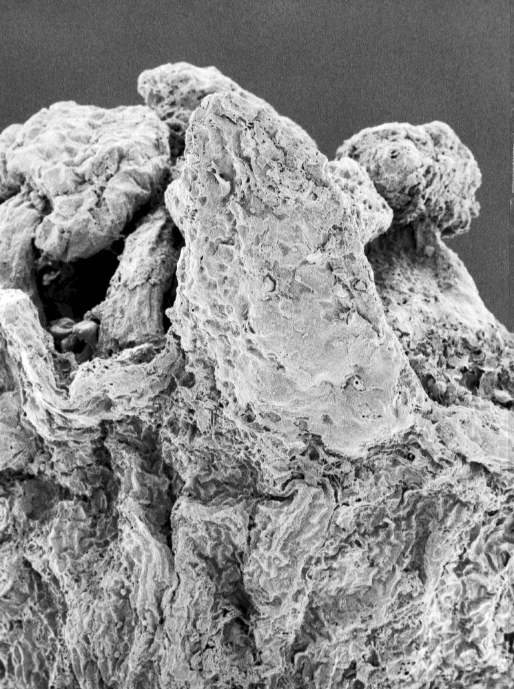 Hydrangeaceae Tylerianthus crossmanensis