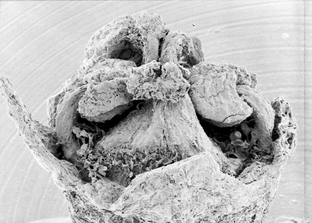 Hydrangeaceae Tylerianthus crossmanensis