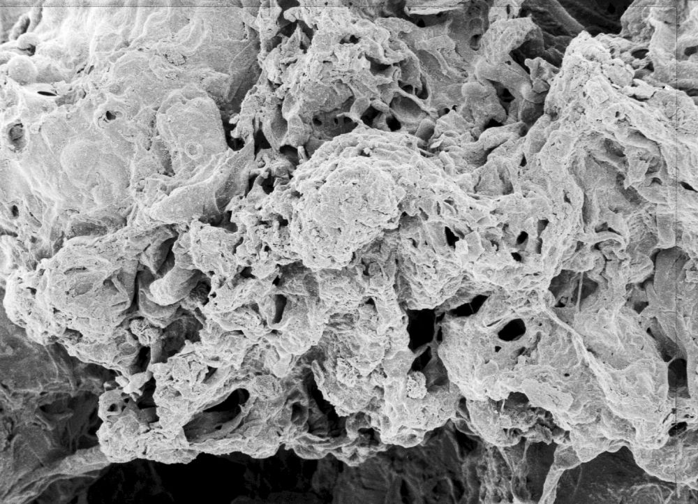 Hydrangeaceae Tylerianthus crossmanensis