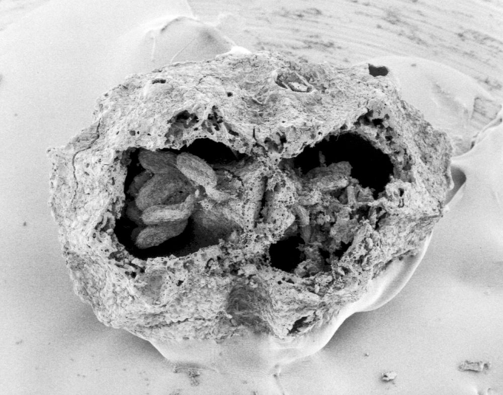 Hydrangeaceae Tylerianthus crossmanensis