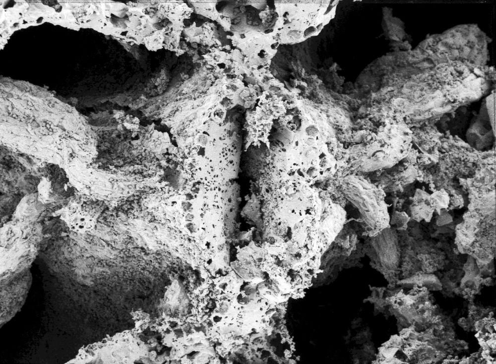 Hydrangeaceae Tylerianthus crossmanensis