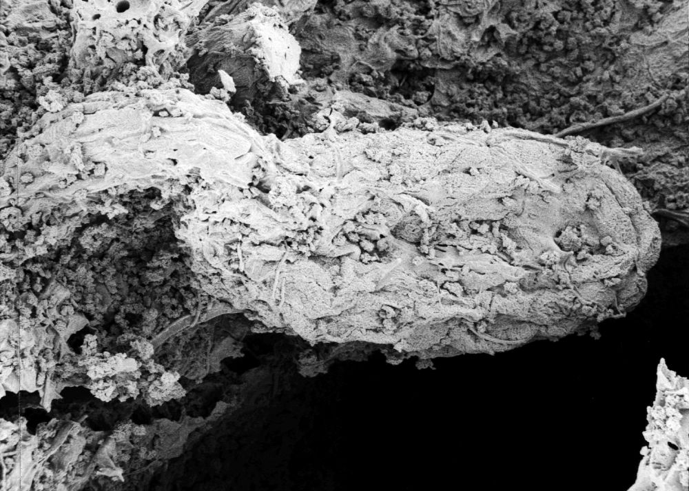 Hydrangeaceae Tylerianthus crossmanensis