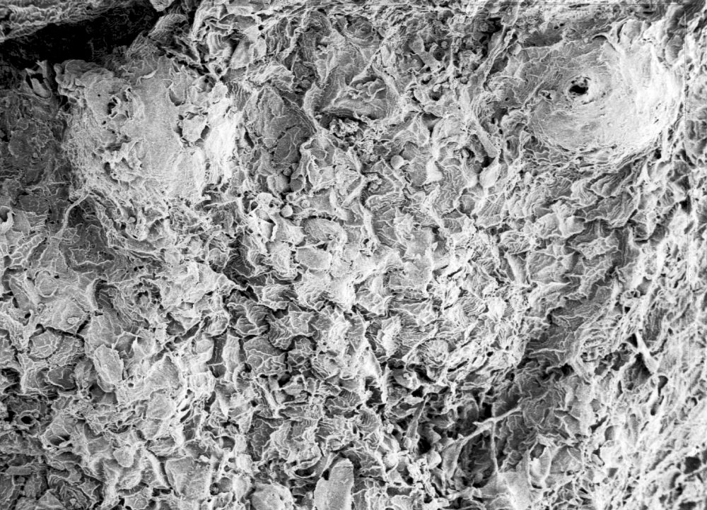 Hydrangeaceae Tylerianthus crossmanensis