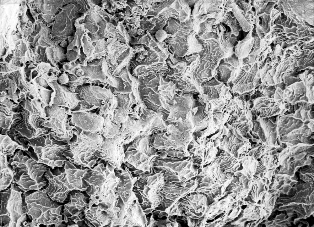 Hydrangeaceae Tylerianthus crossmanensis