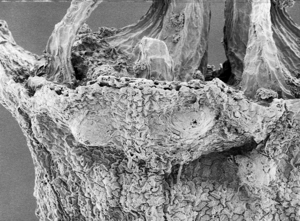 Hydrangeaceae Tylerianthus crossmanensis