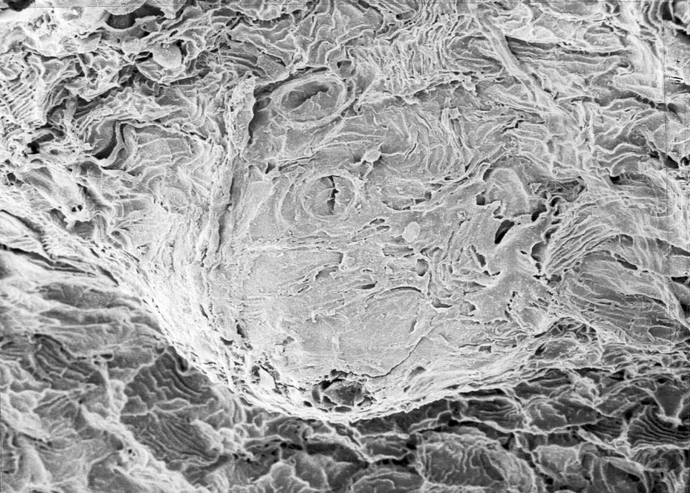 Hydrangeaceae Tylerianthus crossmanensis