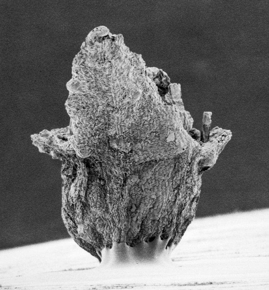 Hydrangeaceae Tylerianthus crossmanensis