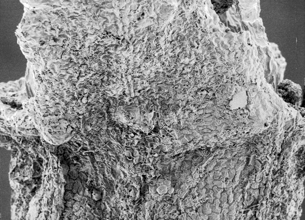 Hydrangeaceae Tylerianthus crossmanensis