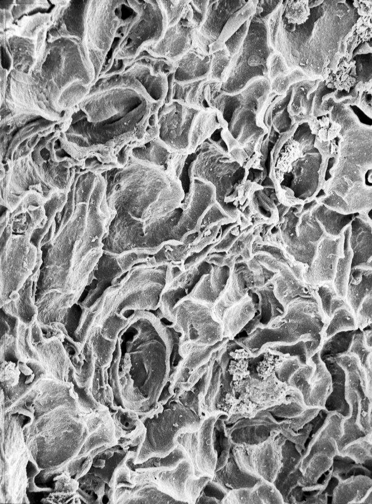 Hydrangeaceae Tylerianthus crossmanensis