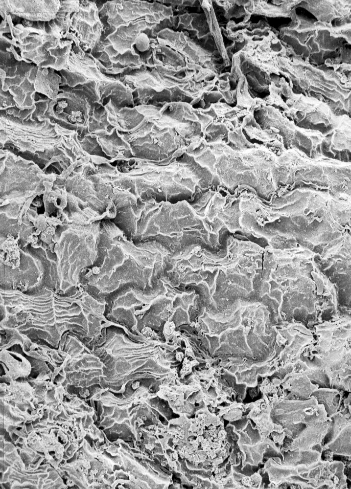 Hydrangeaceae Tylerianthus crossmanensis