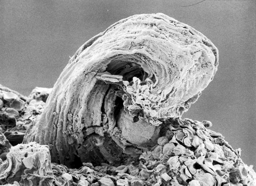 Hydrangeaceae Tylerianthus crossmanensis