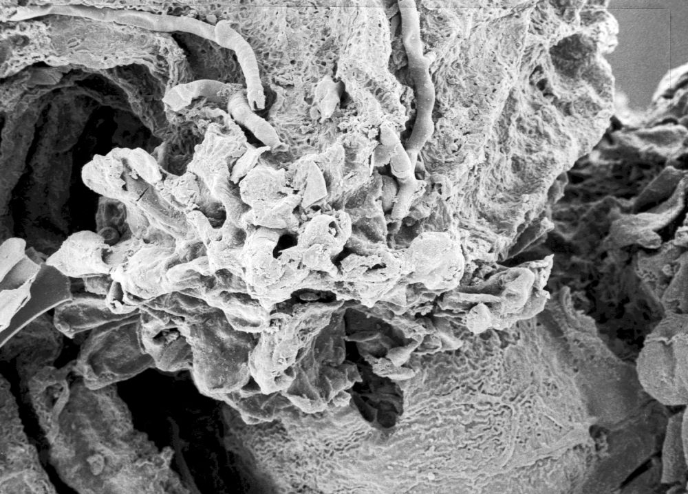 Hydrangeaceae Tylerianthus crossmanensis